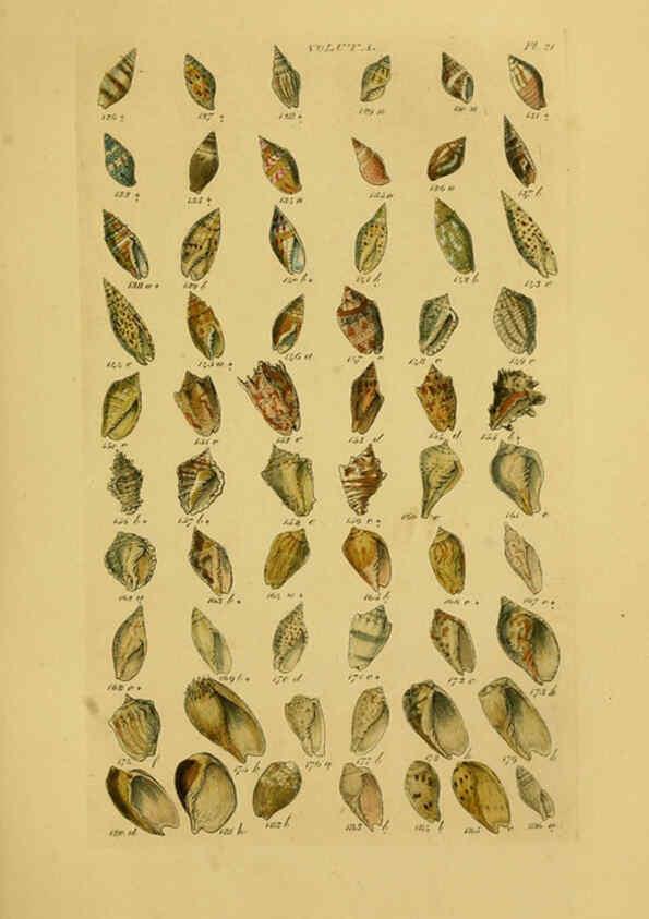 Reproducción/Reproduction 6072682761: Index testaceologicus London,Willis and Sotheran,1856