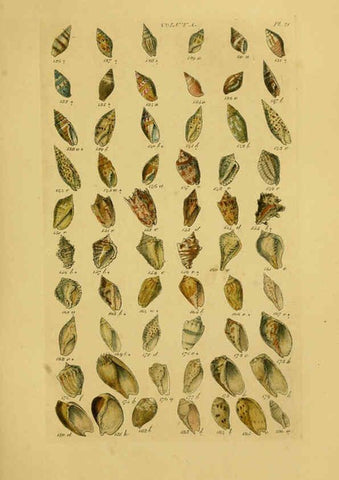Reproducción/Reproduction 6072682761: Index testaceologicus London,Willis and Sotheran,1856