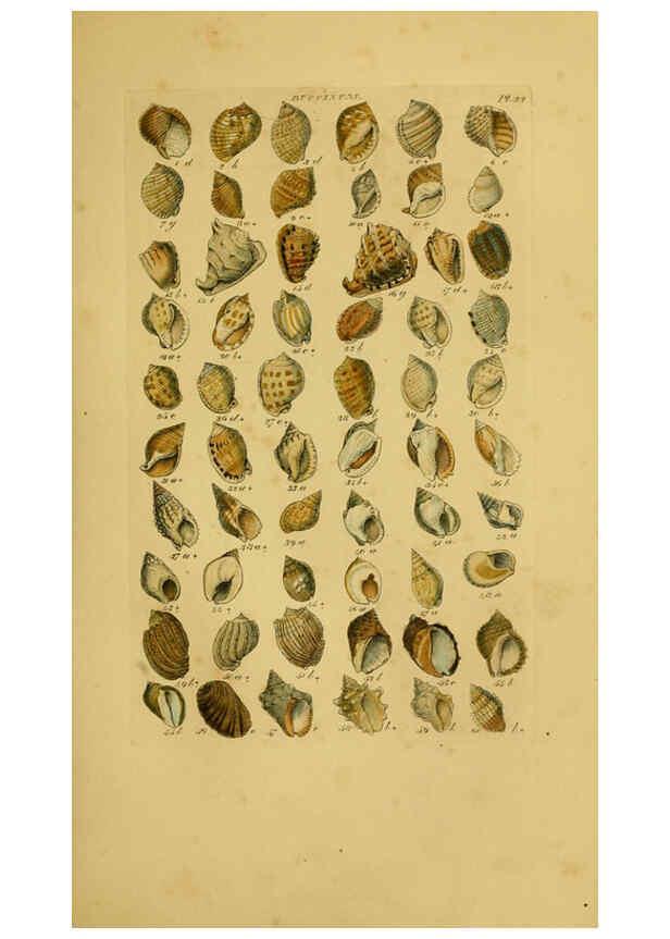 Reproducción/Reproduction 6073224216: Index testaceologicus London,Willis and Sotheran,1856