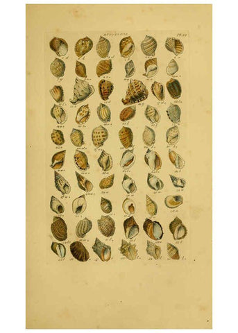 Reproducción/Reproduction 6073224216: Index testaceologicus London,Willis and Sotheran,1856