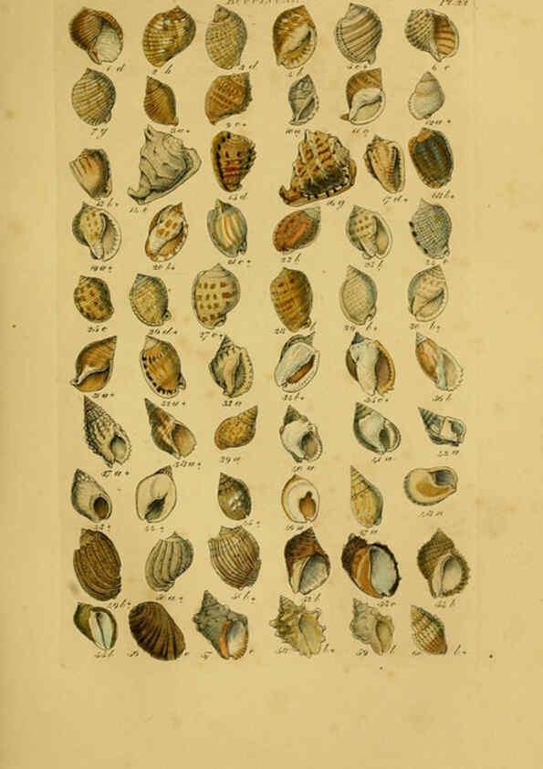 Reproducción/Reproduction 6073224216: Index testaceologicus London,Willis and Sotheran,1856