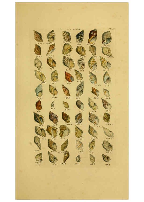 Reproducción/Reproduction 6073224780: Index testaceologicus London,Willis and Sotheran,1856
