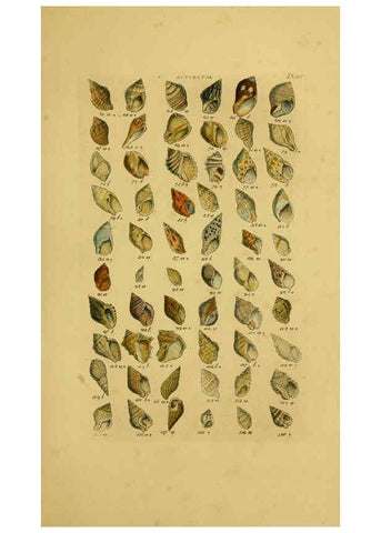 Reproducción/Reproduction 6073224780: Index testaceologicus London,Willis and Sotheran,1856