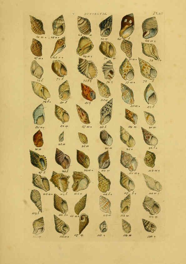 Reproducción/Reproduction 6073224780: Index testaceologicus London,Willis and Sotheran,1856