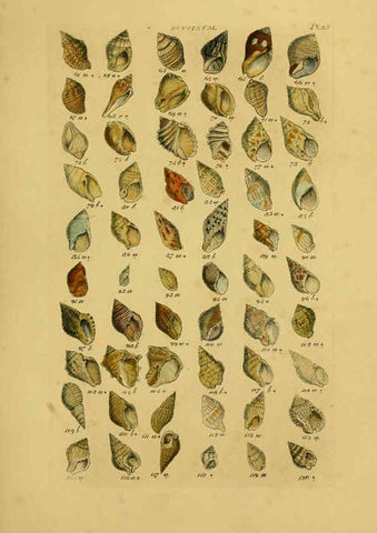 Reproducción/Reproduction 6073224780: Index testaceologicus London,Willis and Sotheran,1856