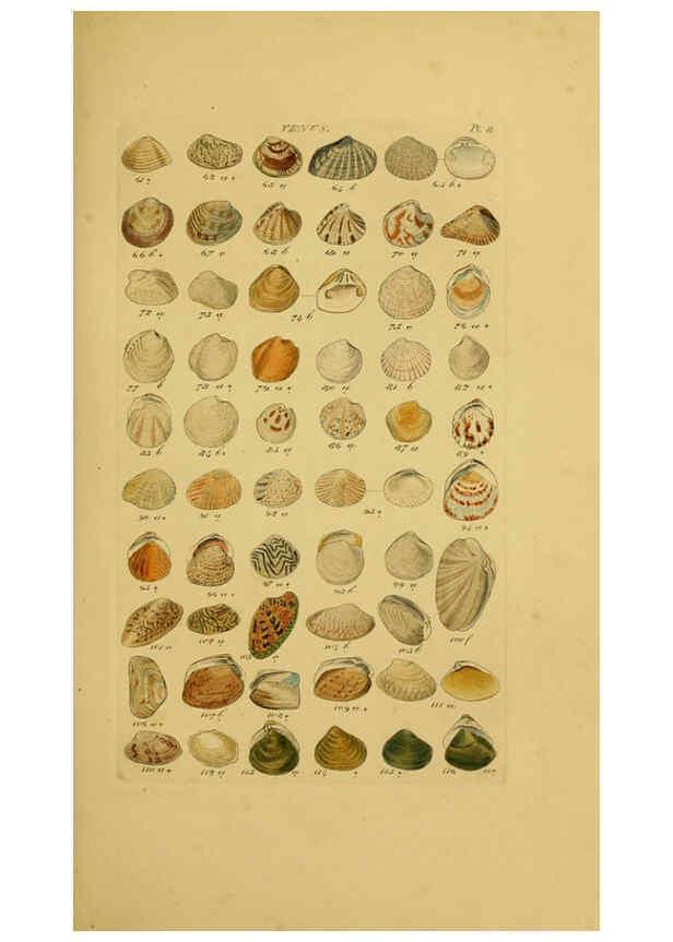 Reproducción/Reproduction 6072679335: Index testaceologicus London,Willis and Sotheran,1856