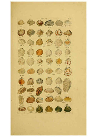 Reproducción/Reproduction 6072679335: Index testaceologicus London,Willis and Sotheran,1856