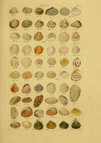 Reproducción/Reproduction 6072679335: Index testaceologicus London,Willis and Sotheran,1856
