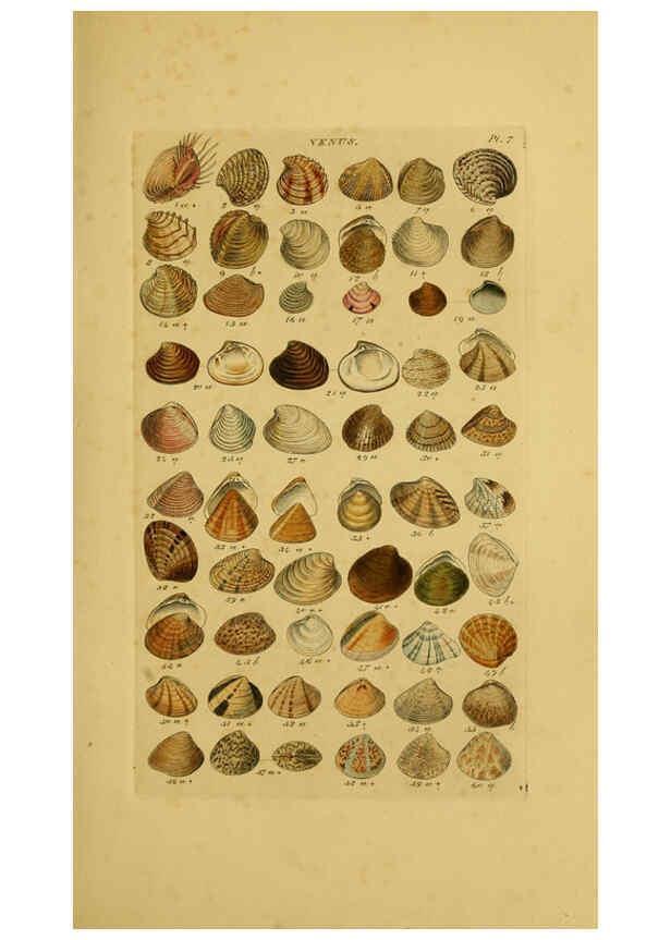 Reproducción/Reproduction 6072679037: Index testaceologicus London,Willis and Sotheran,1856