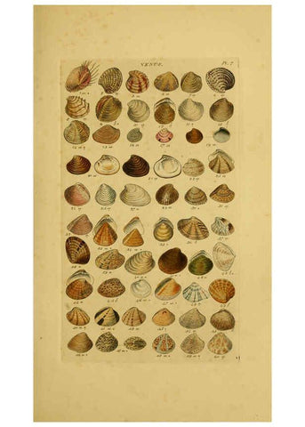 Reproducción/Reproduction 6072679037: Index testaceologicus London,Willis and Sotheran,1856