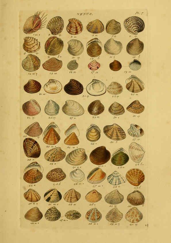 Reproducción/Reproduction 6072679037: Index testaceologicus London,Willis and Sotheran,1856