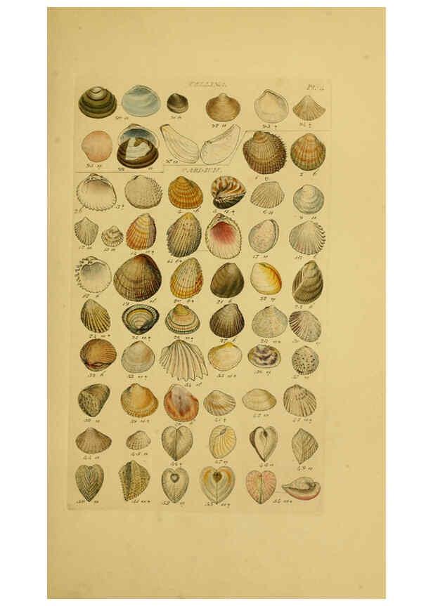 Reproducción/Reproduction 6073219616: Index testaceologicus London,Willis and Sotheran,1856