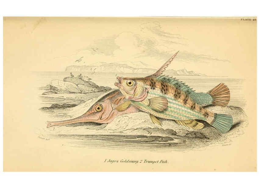 Reproducción/Reproduction 6072568873: The natural history of British fishes. v.1. Edinburgh,W. H. Lizars; [etc.]1843