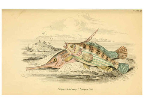 Reproducción/Reproduction 6072568873: The natural history of British fishes. v.1. Edinburgh,W. H. Lizars; [etc.]1843