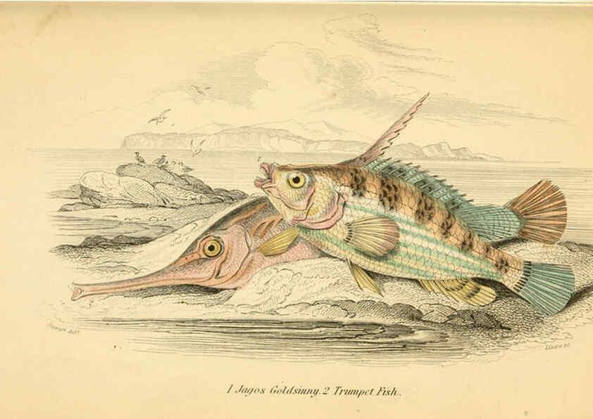 Reproducción/Reproduction 6072568873: The natural history of British fishes. v.1. Edinburgh,W. H. Lizars; [etc.]1843