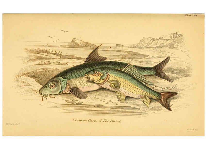 Reproducción/Reproduction 6073110928: The natural history of British fishes. v.1. Edinburgh,W. H. Lizars; [etc.]1843