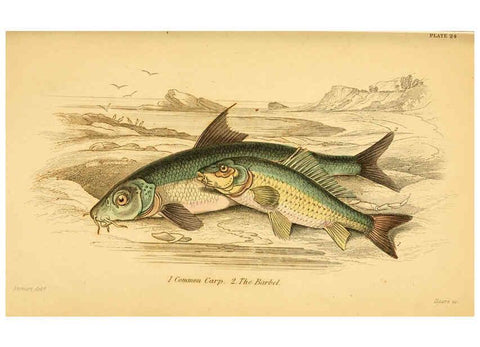 Reproducción/Reproduction 6073110928: The natural history of British fishes. v.1. Edinburgh,W. H. Lizars; [etc.]1843