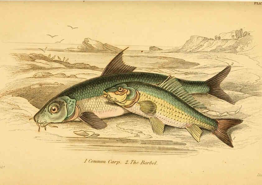 Reproducción/Reproduction 6073110928: The natural history of British fishes. v.1. Edinburgh,W. H. Lizars; [etc.]1843