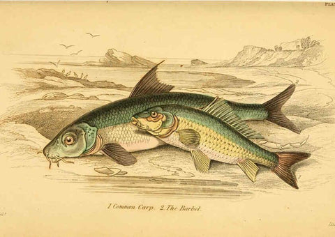 Reproducción/Reproduction 6073110928: The natural history of British fishes. v.1. Edinburgh,W. H. Lizars; [etc.]1843