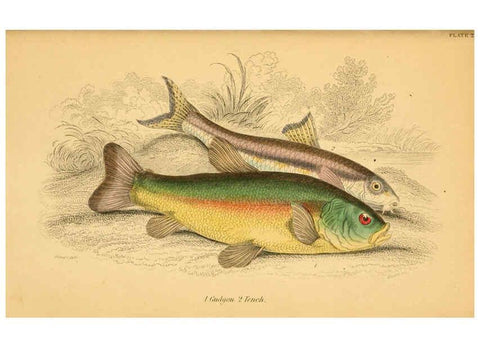 Reproducción/Reproduction 6073111328: The natural history of British fishes. v.1. Edinburgh,W. H. Lizars; [etc.]1843