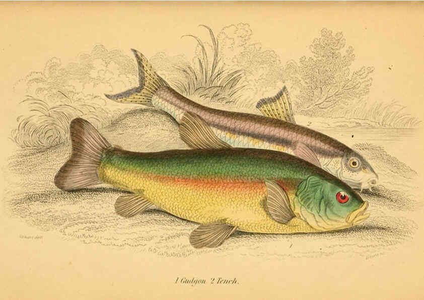 Reproducción/Reproduction 6073111328: The natural history of British fishes. v.1. Edinburgh,W. H. Lizars; [etc.]1843