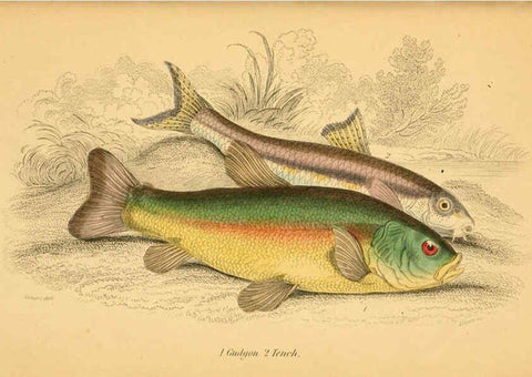 Reproducción/Reproduction 6073111328: The natural history of British fishes. v.1. Edinburgh,W. H. Lizars; [etc.]1843