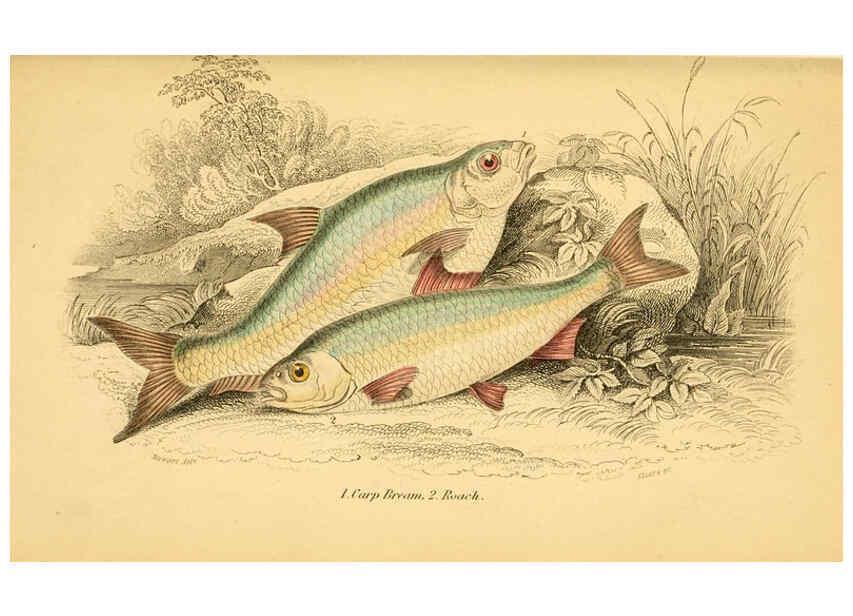 Reproducción/Reproduction 6072569731: The natural history of British fishes. v.1. Edinburgh,W. H. Lizars; [etc.]1843