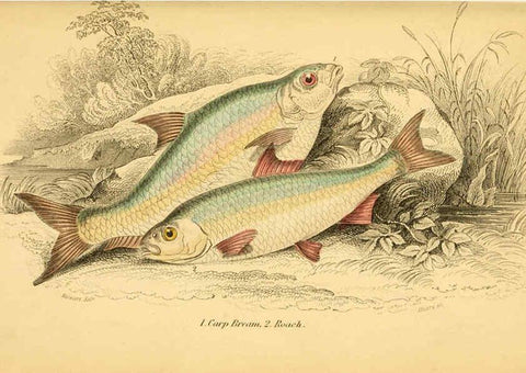 Reproducción/Reproduction 6072569731: The natural history of British fishes. v.1. Edinburgh,W. H. Lizars; [etc.]1843