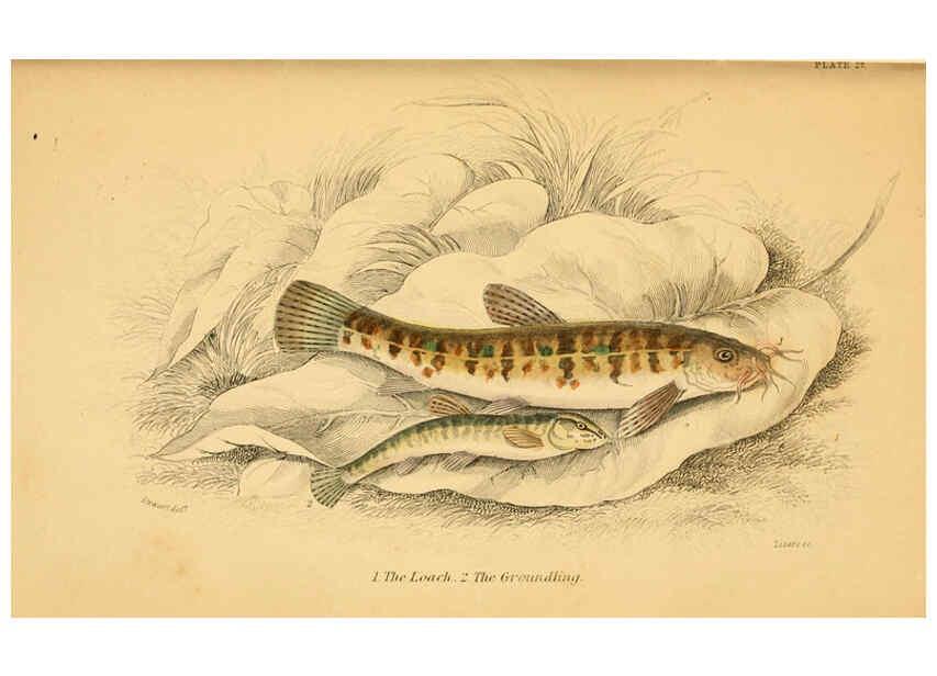 Reproducción/Reproduction 6072569925: The natural history of British fishes. v.1. Edinburgh,W. H. Lizars; [etc.]1843