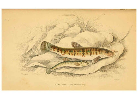 Reproducción/Reproduction 6072569925: The natural history of British fishes. v.1. Edinburgh,W. H. Lizars; [etc.]1843