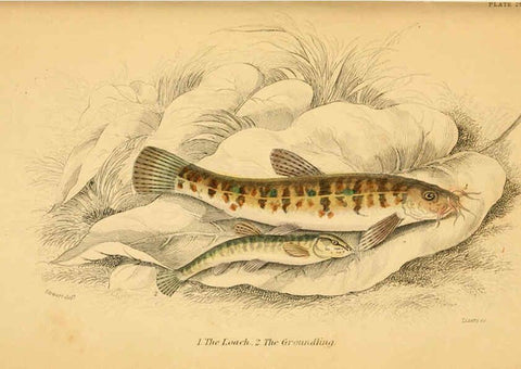Reproducción/Reproduction 6072569925: The natural history of British fishes. v.1. Edinburgh,W. H. Lizars; [etc.]1843