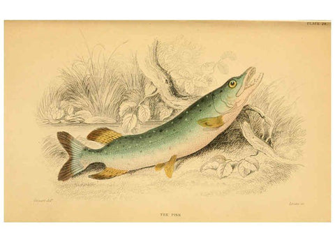 Reproducción/Reproduction 6072570217: The natural history of British fishes. v.1. Edinburgh,W. H. Lizars; [etc.]1843