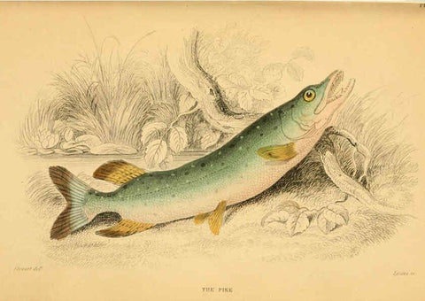 Reproducción/Reproduction 6072570217: The natural history of British fishes. v.1. Edinburgh,W. H. Lizars; [etc.]1843