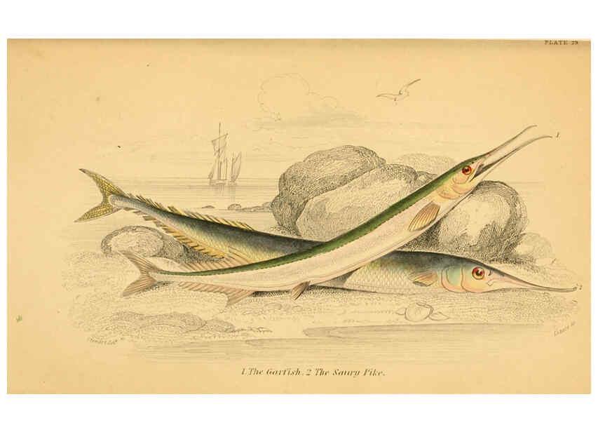Reproducción/Reproduction 6073112336: The natural history of British fishes. v.1. Edinburgh,W. H. Lizars; [etc.]1843