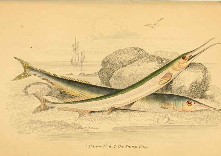 Reproducción/Reproduction 6073112336: The natural history of British fishes. v.1. Edinburgh,W. H. Lizars; [etc.]1843