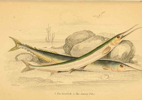 Reproducción/Reproduction 6073112336: The natural history of British fishes. v.1. Edinburgh,W. H. Lizars; [etc.]1843