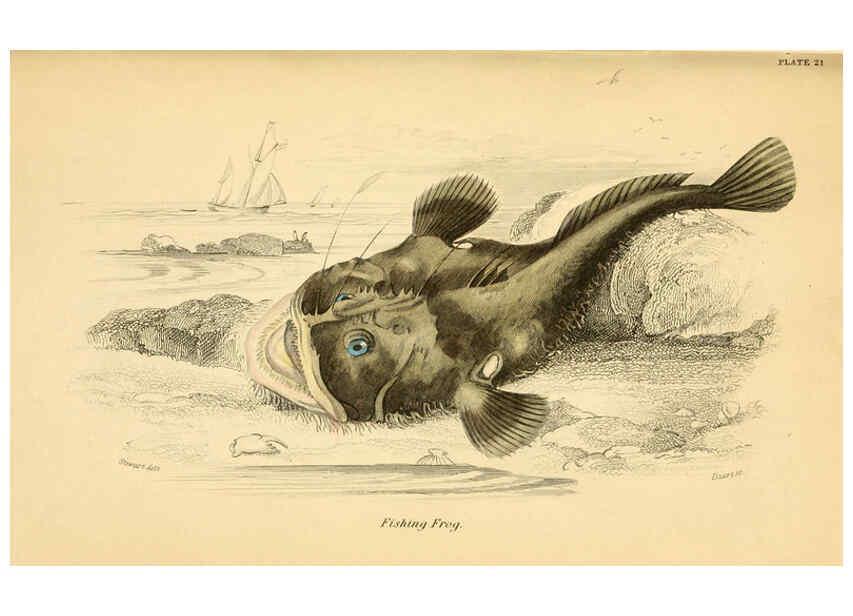 Reproducción/Reproduction 6072568487: The natural history of British fishes. v.1. Edinburgh,W. H. Lizars; [etc.]1843