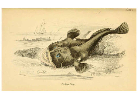 Reproducción/Reproduction 6072568487: The natural history of British fishes. v.1. Edinburgh,W. H. Lizars; [etc.]1843