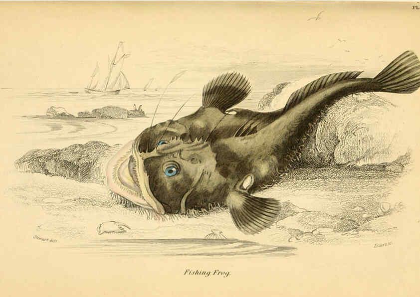 Reproducción/Reproduction 6072568487: The natural history of British fishes. v.1. Edinburgh,W. H. Lizars; [etc.]1843