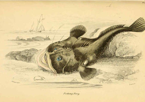 Reproducción/Reproduction 6072568487: The natural history of British fishes. v.1. Edinburgh,W. H. Lizars; [etc.]1843