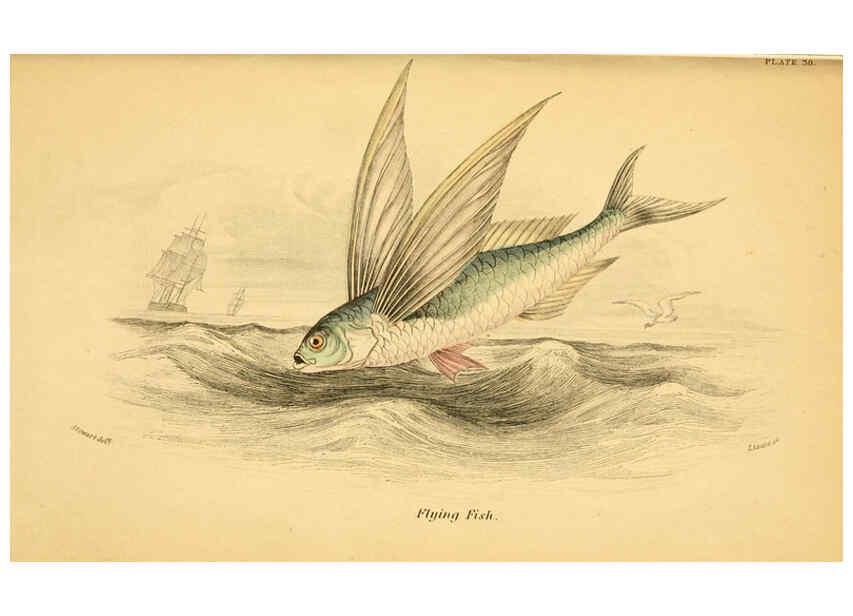 Reproducción/Reproduction 6073112552: The natural history of British fishes. v.1. Edinburgh,W. H. Lizars; [etc.]1843