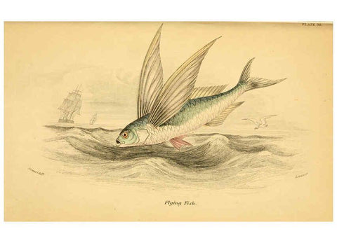 Reproducción/Reproduction 6073112552: The natural history of British fishes. v.1. Edinburgh,W. H. Lizars; [etc.]1843