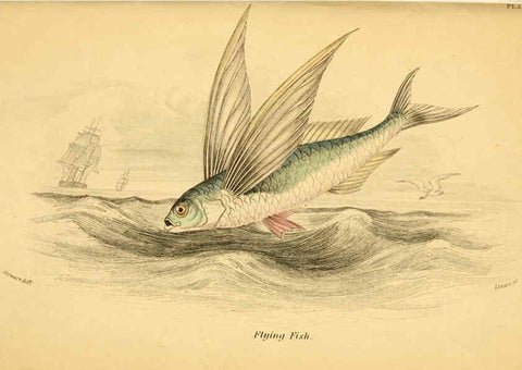Reproducción/Reproduction 6073112552: The natural history of British fishes. v.1. Edinburgh,W. H. Lizars; [etc.]1843