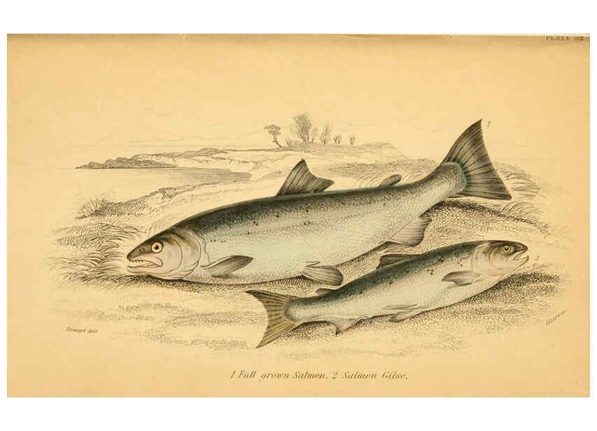 Reproducción/Reproduction 6072571113: The natural history of British fishes. v.1. Edinburgh,W. H. Lizars; [etc.]1843