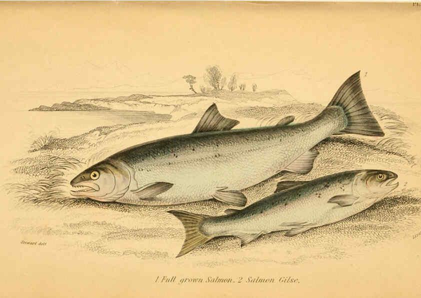 Reproducción/Reproduction 6072571113: The natural history of British fishes. v.1. Edinburgh,W. H. Lizars; [etc.]1843