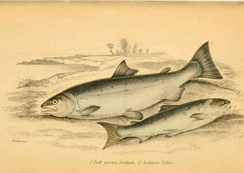 Reproducción/Reproduction 6072571113: The natural history of British fishes. v.1. Edinburgh,W. H. Lizars; [etc.]1843