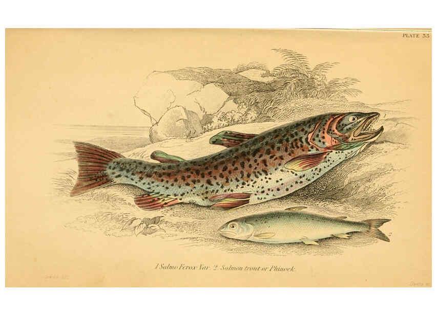 Reproducción/Reproduction 6073113208: The natural history of British fishes. v.1. Edinburgh,W. H. Lizars; [etc.]1843
