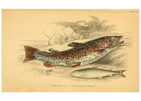 Reproducción/Reproduction 6073113208: The natural history of British fishes. v.1. Edinburgh,W. H. Lizars; [etc.]1843