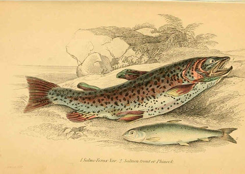 Reproducción/Reproduction 6073113208: The natural history of British fishes. v.1. Edinburgh,W. H. Lizars; [etc.]1843
