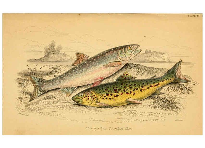 Reproducción/Reproduction 6073113408: The natural history of British fishes. v.1. Edinburgh,W. H. Lizars; [etc.]1843